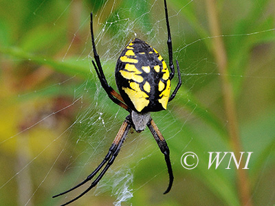 Yellow Garden Spider (Argiope aurantia)